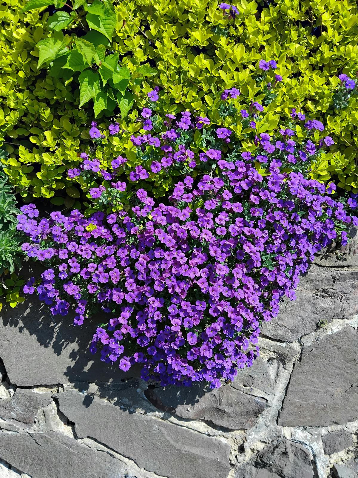 Hvilke blomster å plante på kirkegården / foto pexels.com