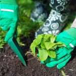 Når skal man plante jordbær om høsten for å plukke
